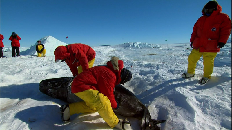 Encounters at the End of the World Bluray Werner Herzog